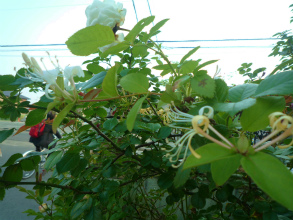 201205292