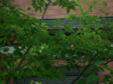201205293