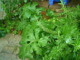 201205294