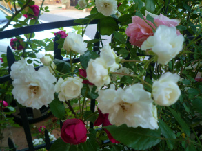 201205295