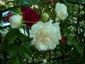 201205296