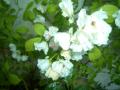 201205297