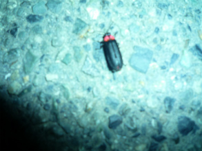 2012060515