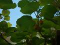 201206181