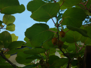 201206181