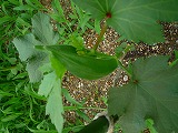 201207064