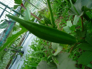 201207065