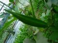 201207065