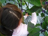 201207067