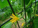 201207069