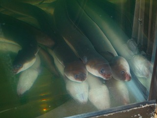 201207083