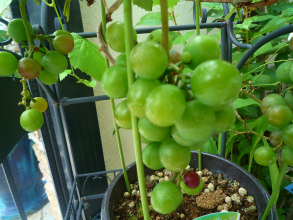 201207111