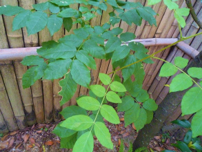 201207116