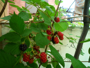 201207117