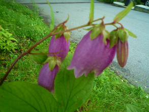 201207245