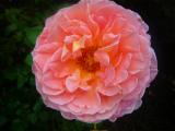 201207263