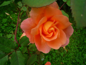 201207266