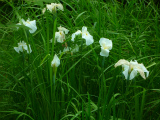 201207267