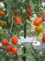 �g�}�gSS1002_003