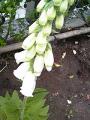 �W�M�^���X�@�p�[�v���A�A���o�J��