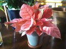 Poinsettia, Silverstar marvel with planter