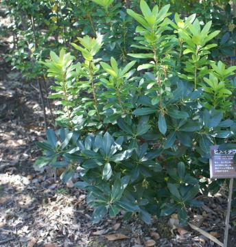 �q���C�`�S�y��΁E��؁z