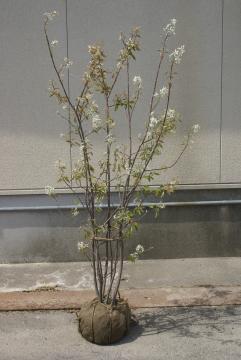 �W�����x���[�y���t�E���؁z��