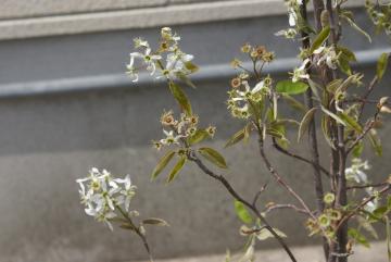 �W�����x���[�y���t�E���؁z��