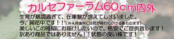 JZt@[ytE؁z