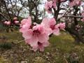 モモの花