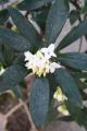 ジンチョウゲ(沈丁花)【常緑・低木】花