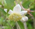 バイカアマチャの花