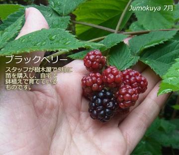ubNx[̎2015.7