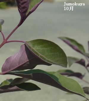 jW{NFvvAt