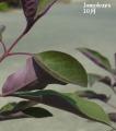 jW{NFvvAt