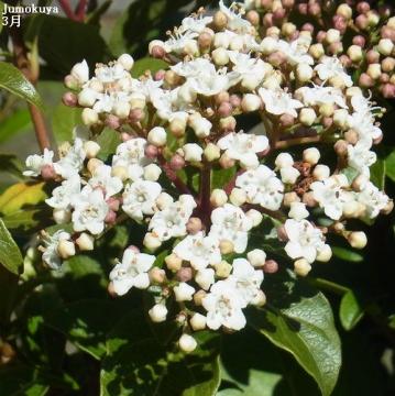 ティヌス花