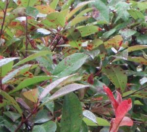 ���b�h���r���̕a�C�@�l�X���s