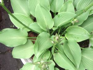 �M�{�E�V2010�N6��