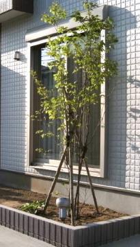 �V�����̖؂ƃM�{�E�V