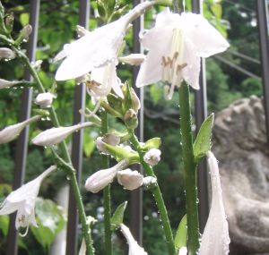 �M�{�E�V�̉ԁ@6��25��