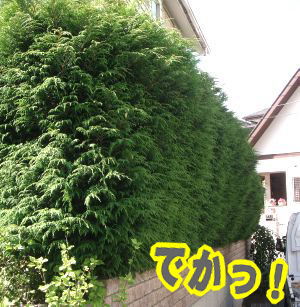 �傫���Ȃ肷���č��������_�E�E�E