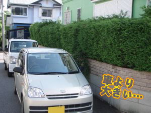 �Ԃ��傫���ē��H�ɂ͂ݏo���Ă��鐶�_