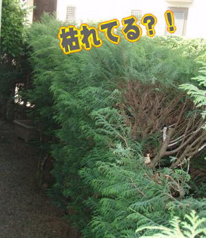 �ꕔ�͂�Ă��鐶�_