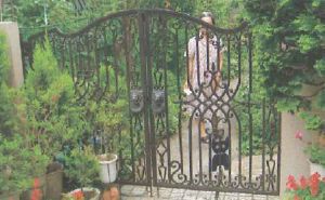 ���C�I���̖����