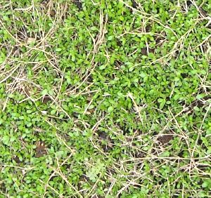 �q���C���_���\�E�@�t