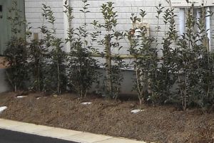 �q���C���_���\�E�@�~�@�{�H����