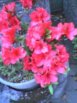 �c�c�W���b�h