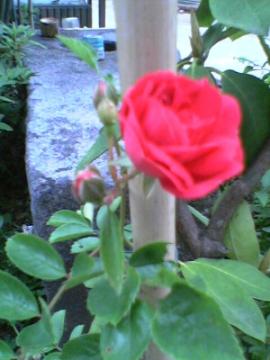 ��΂���ڐA