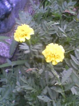 �}���[�S�[���h