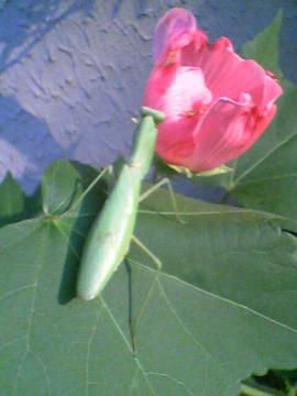 �ԂƃJ�}�L��